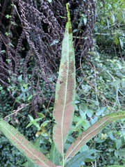 Coniogramme intermedia