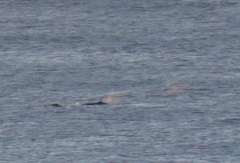 Megaptera novaeangliae