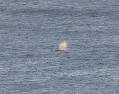 Megaptera novaeangliae