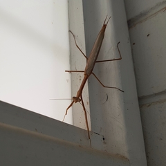 Archimantis latistyla