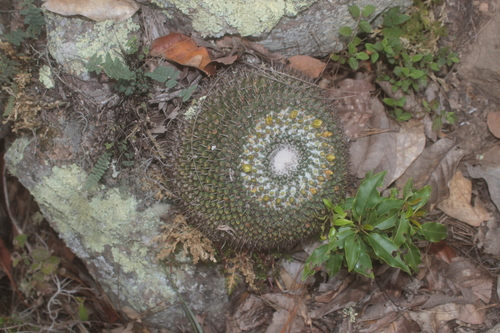 Mammillaria gigantea