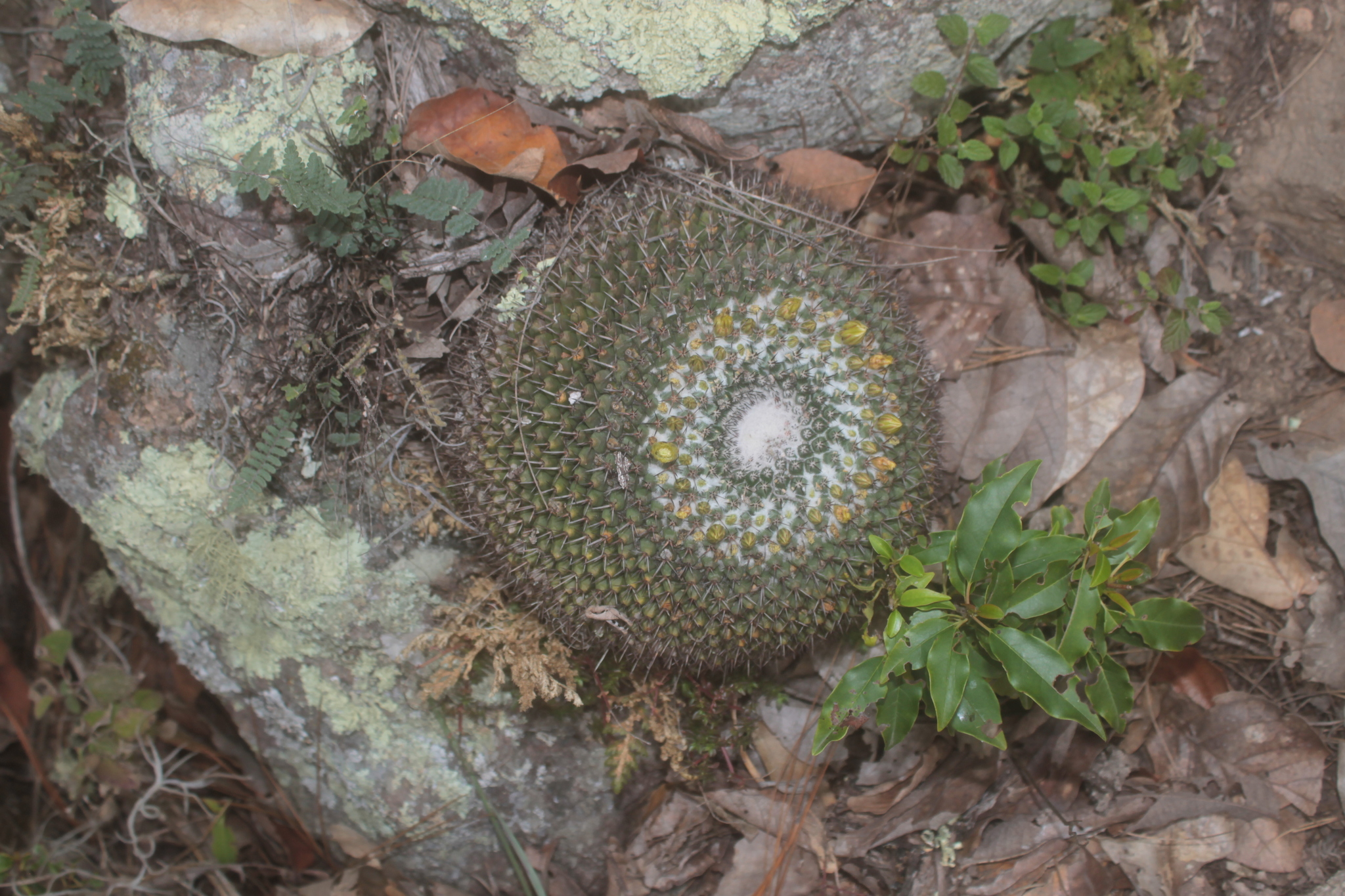 Mammillaria gigantea  iNaturalist