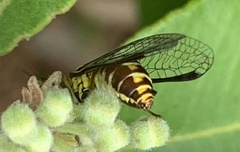 Spaminta minjerribae