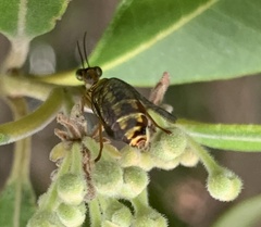 Spaminta minjerribae