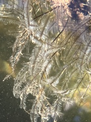 Macrorhynchia philippina
