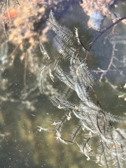 Macrorhynchia philippina