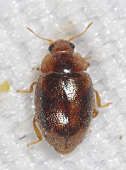 Rhyzobius chrysomeloides