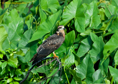 Rostrhamus sociabilis
