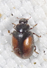 Scymnus suturalis