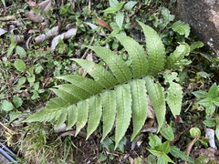 Dryopteris scottii