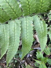 Dryopteris scottii