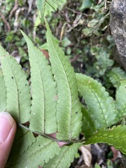 Dryopteris scottii