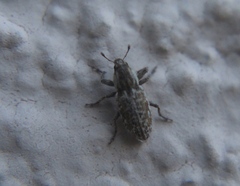 Microlarinus lareynii