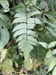 Dryopteris scottii