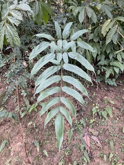 Coniogramme intermedia