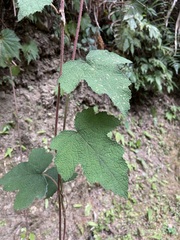 Rubus formosensis