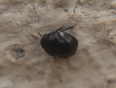 Cydnoides