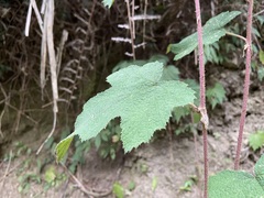 Rubus formosensis
