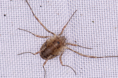 Oligolophus hanseni