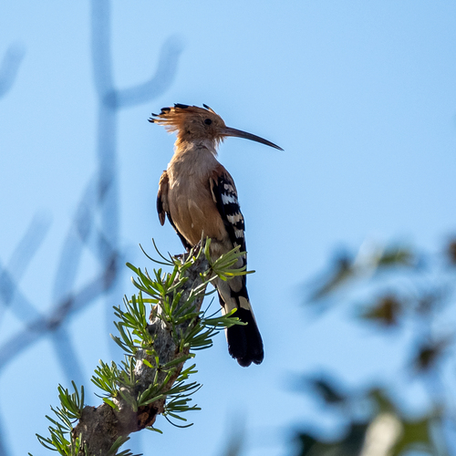 Madagascar Hoopoe