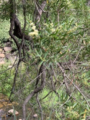 Metrosideros angustifolia