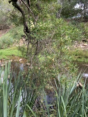 Metrosideros angustifolia