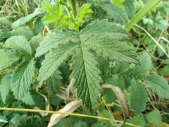 Agrimonia eupatoria