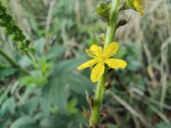 Agrimonia eupatoria