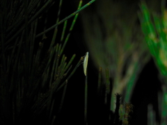 Eochrois callianassa