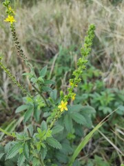 Agrimonia eupatoria