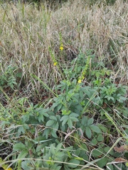 Agrimonia eupatoria