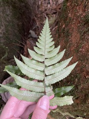 Dryopteris scottii