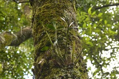Dendrobium falcorostrum