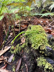 Dendrobium striolatum