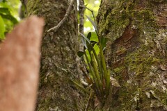 Dendrobium falcorostrum