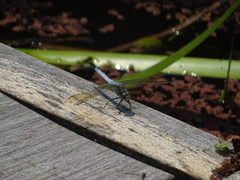 Orthetrum caledonicum