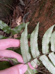 Dryopteris scottii