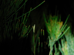 Eochrois callianassa