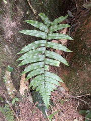 Dryopteris scottii