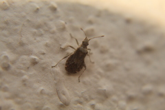 Aufeius impressicollis