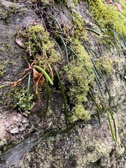 Dendrobium striolatum