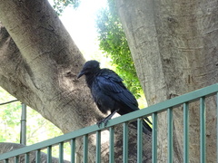 Corvus coronoides