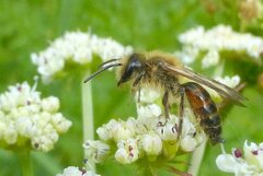 Andrena florea