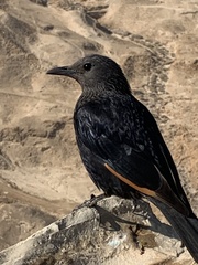 Onychognathus tristramii