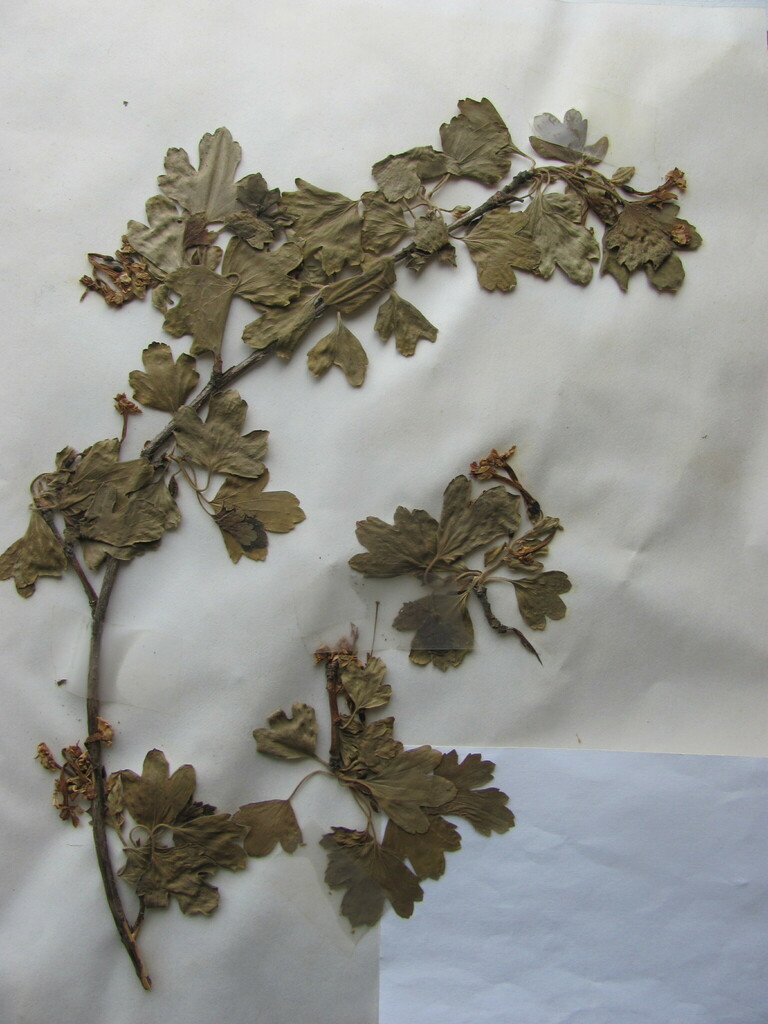 Buffalo Currant in April 1986 by Chuck Thomas. syn. R. odoratum H. L ...