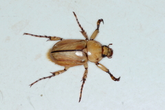 Cyclocephala