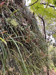Dendrobium striolatum