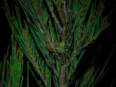 Sidymella rubrosignata