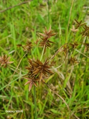 Cyperus polystachyos