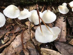 Marasmius pellucidus